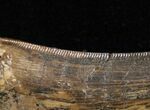 Partial Tyrannosaurid Tooth - Montana #12027-2